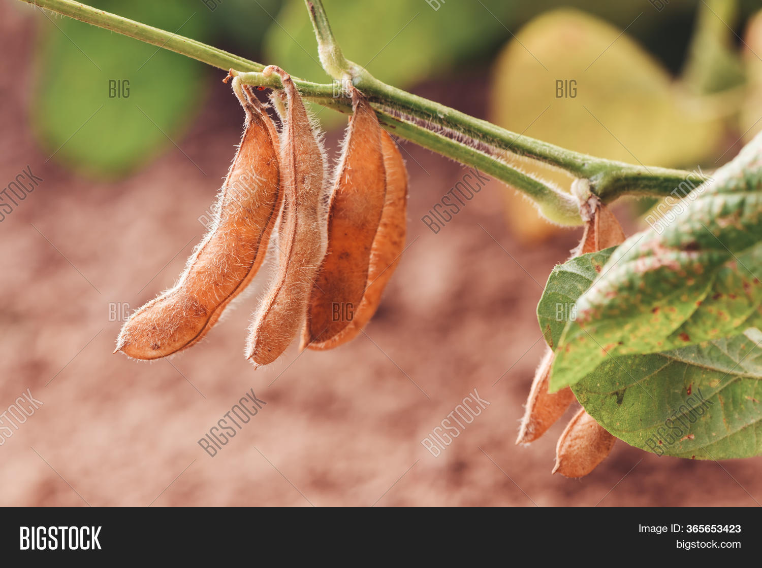 Ripening Soybean Pods Image & Photo (Free Trial) Bigstock