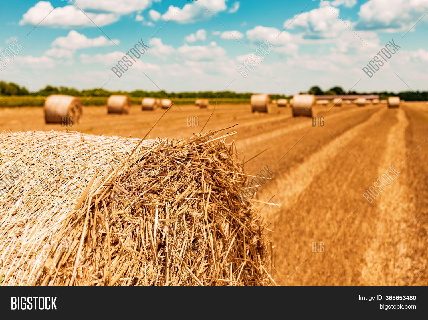 Round Wheat Hay Bales Image & Photo (Free Trial) Bigstock
