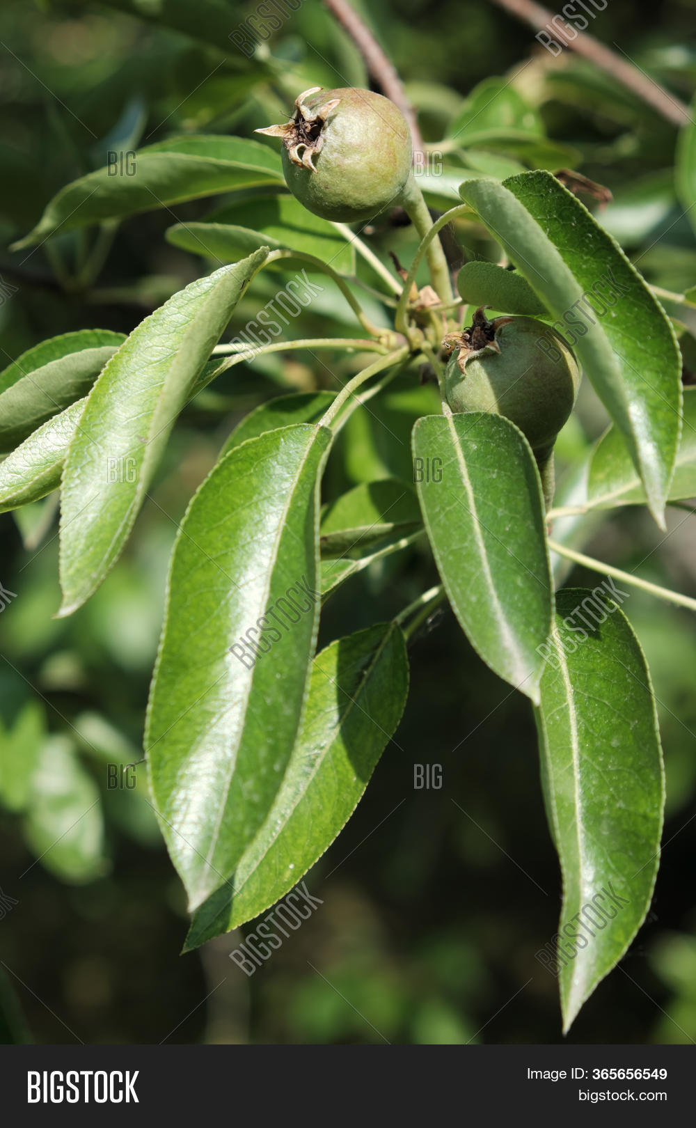 Unripe Pear On Branch Image & Photo (Free Trial) Bigstock
