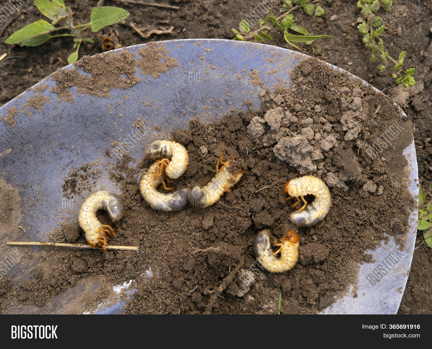 June Beetles Grubs On Image & Photo (Free Trial) Bigstock