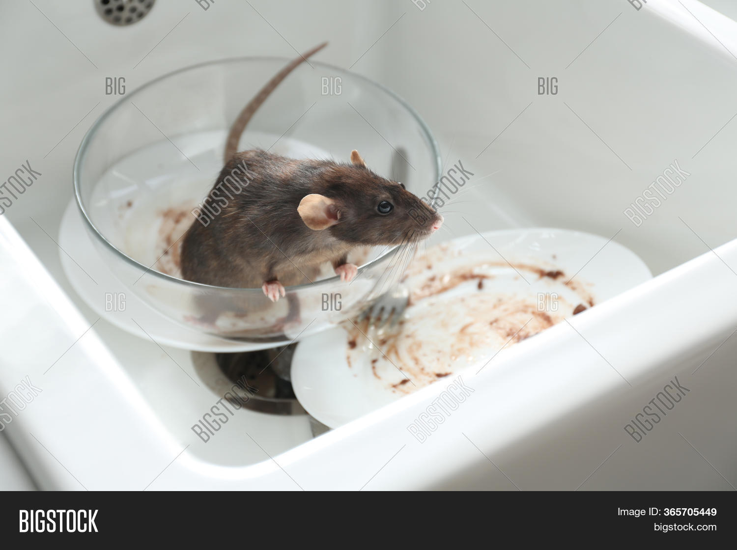 Rat Dirty Dishes Image & Photo (Free Trial) Bigstock