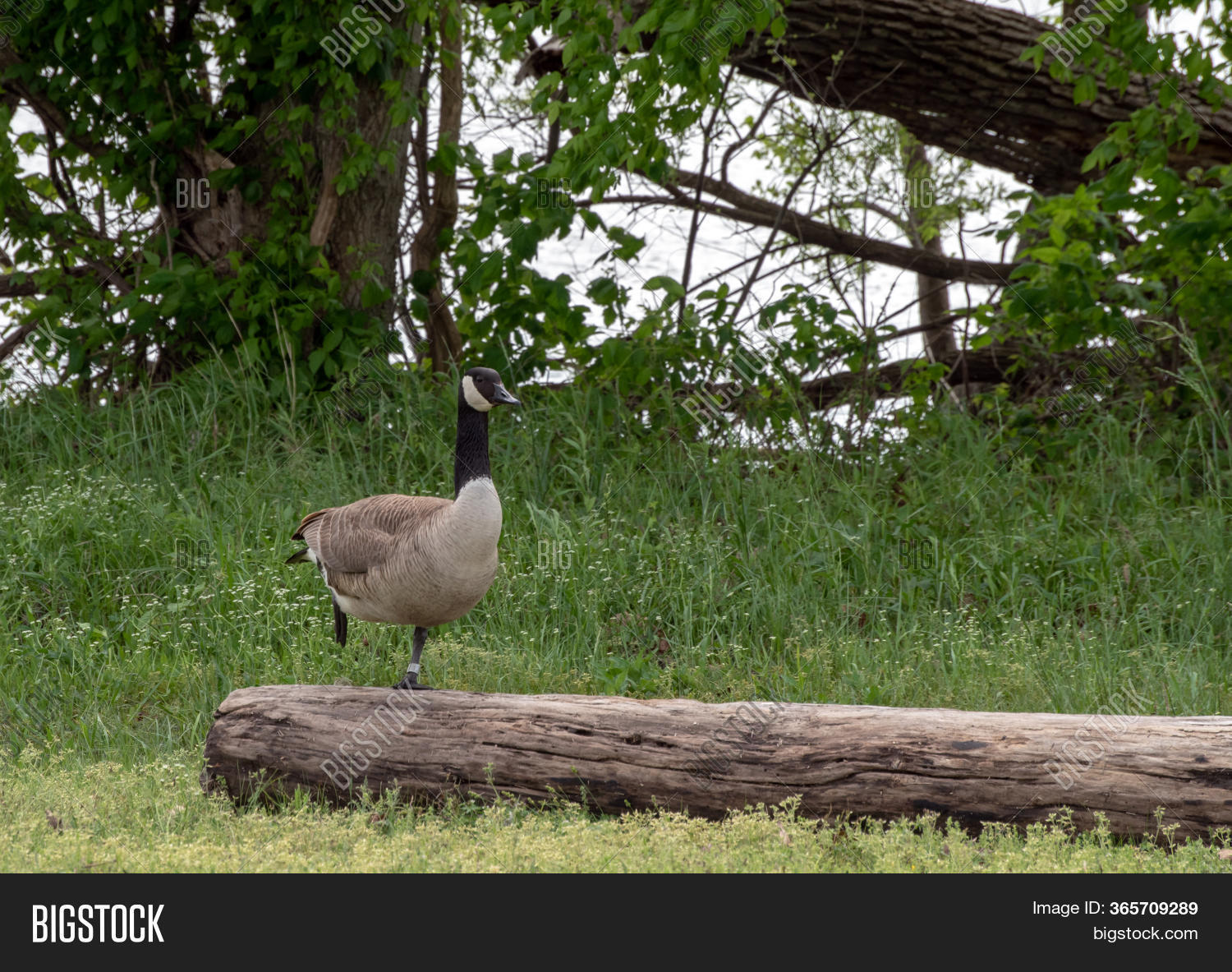 Banded Goose Stands On Image & Photo (Free Trial) Bigstock
