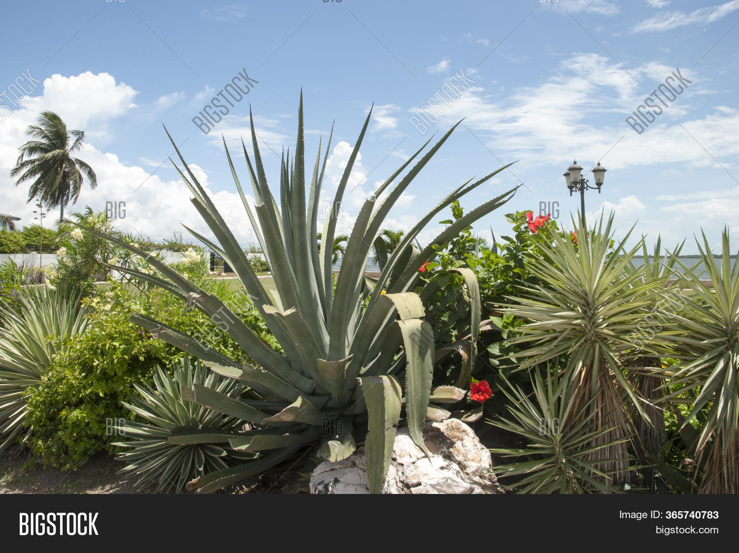 Tropical Greenery Image & Photo (Free Trial) Bigstock