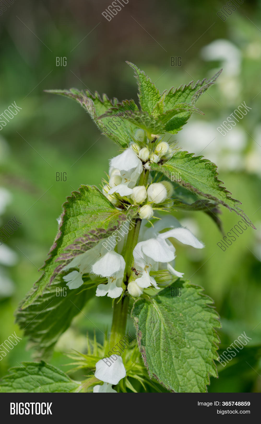 Stinging Nettle ( Image & Photo (Free Trial) | Bigstock