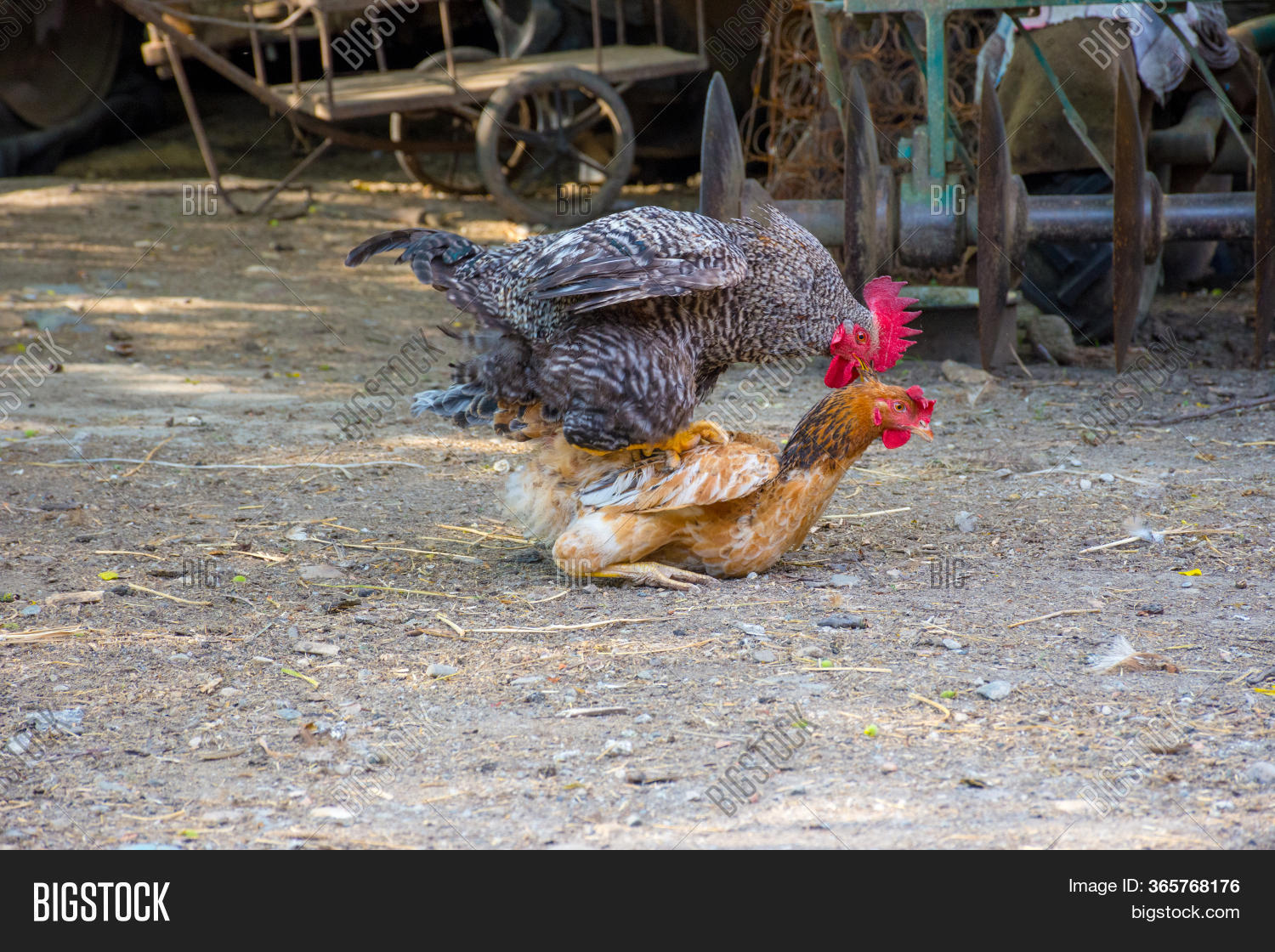 Петух обслуживает 