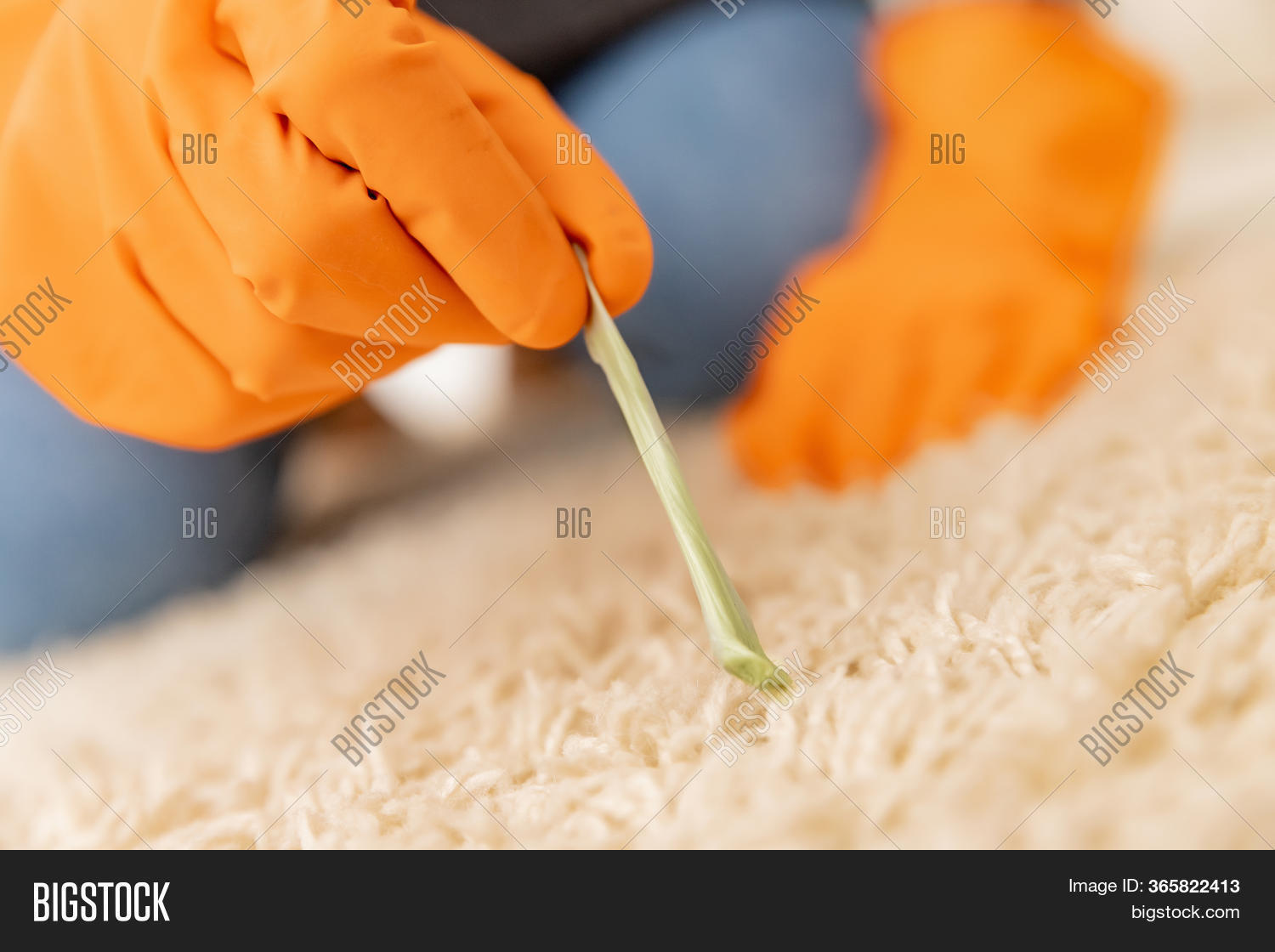 Cleaning White Carpet Image Photo Free Trial Bigstock