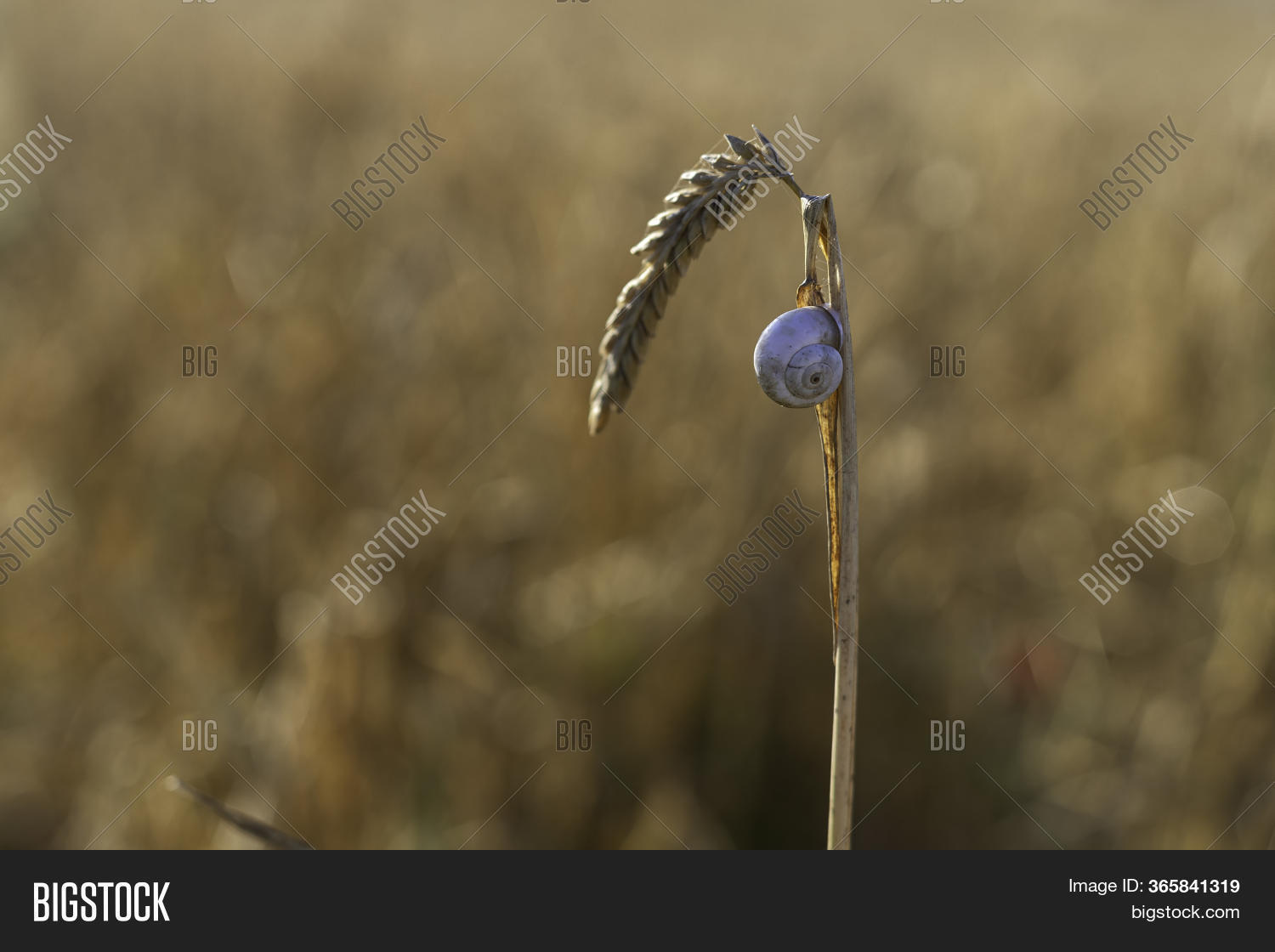 Snail Closeup On Ear Image & Photo (Free Trial) Bigstock