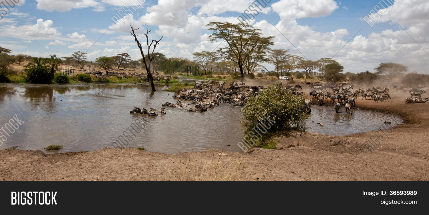 Savanna Watering Hole Image & Photo (Free Trial) Bigstock