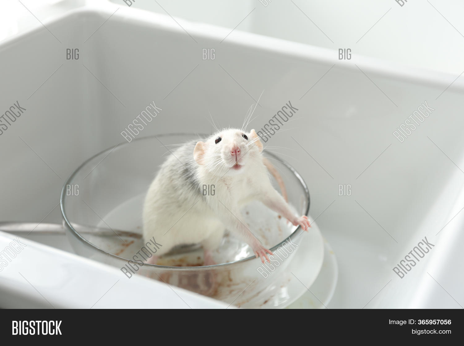 Rat Dirty Dishes Image & Photo (Free Trial) Bigstock