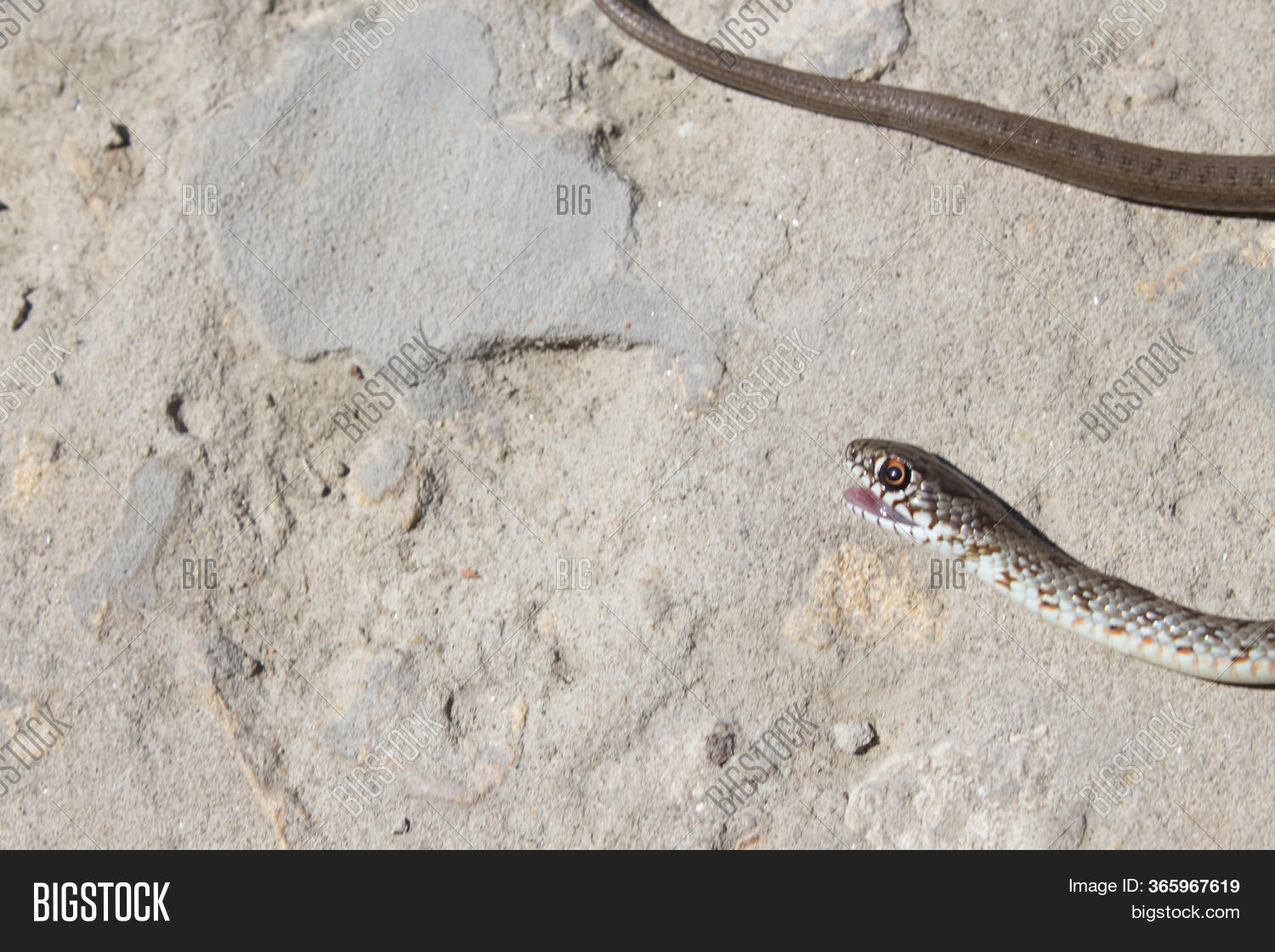 Snake Open Jaws Image & Photo (Free Trial) Bigstock