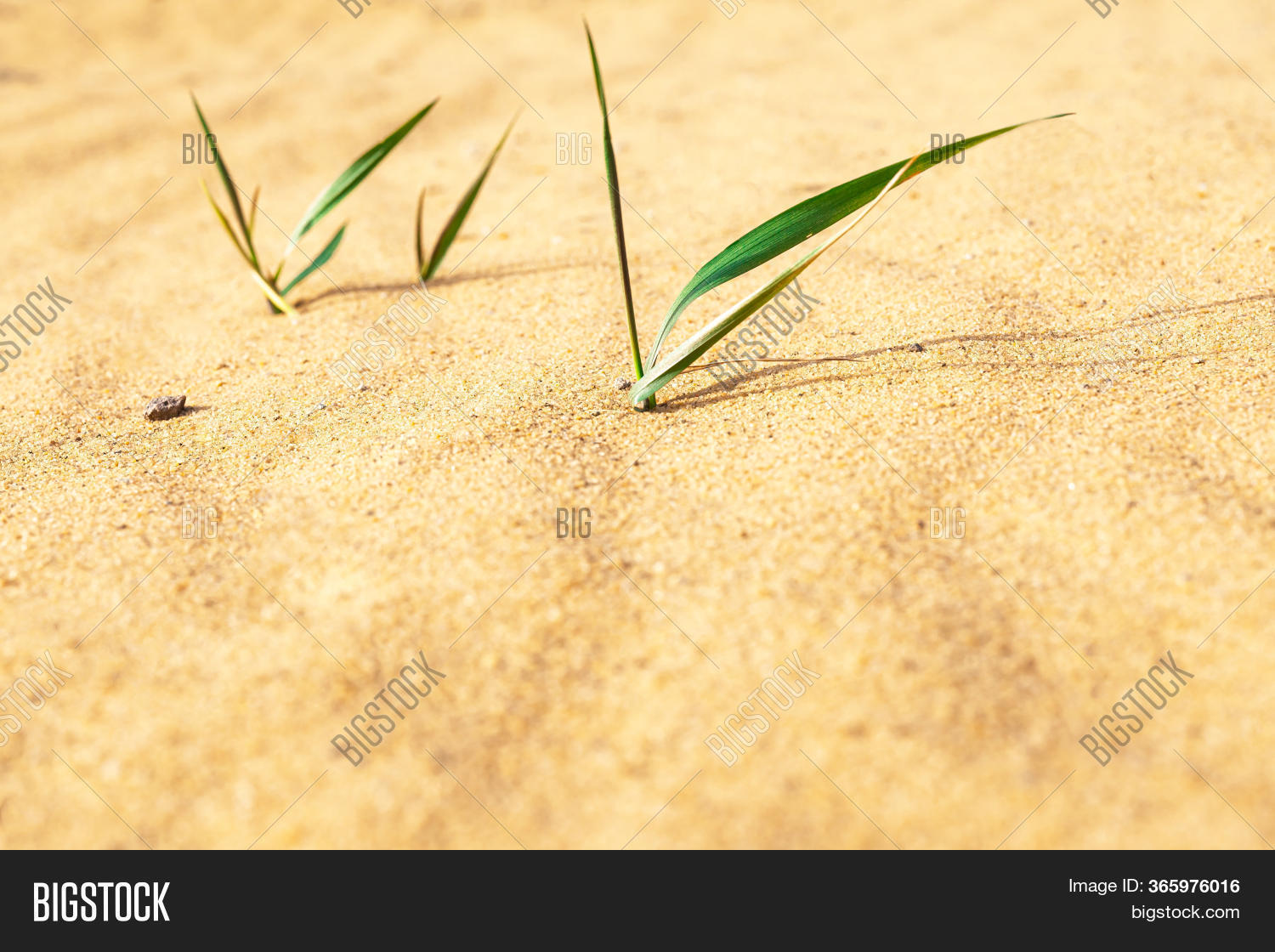 Thin Green Blade Grass Image & Photo (Free Trial) Bigstock