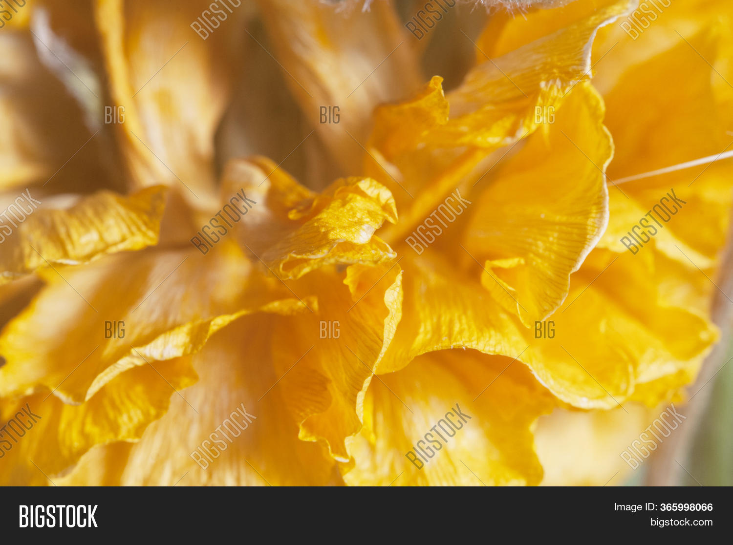 Dry Ranunculus Flower Image & Photo (Free Trial) Bigstock