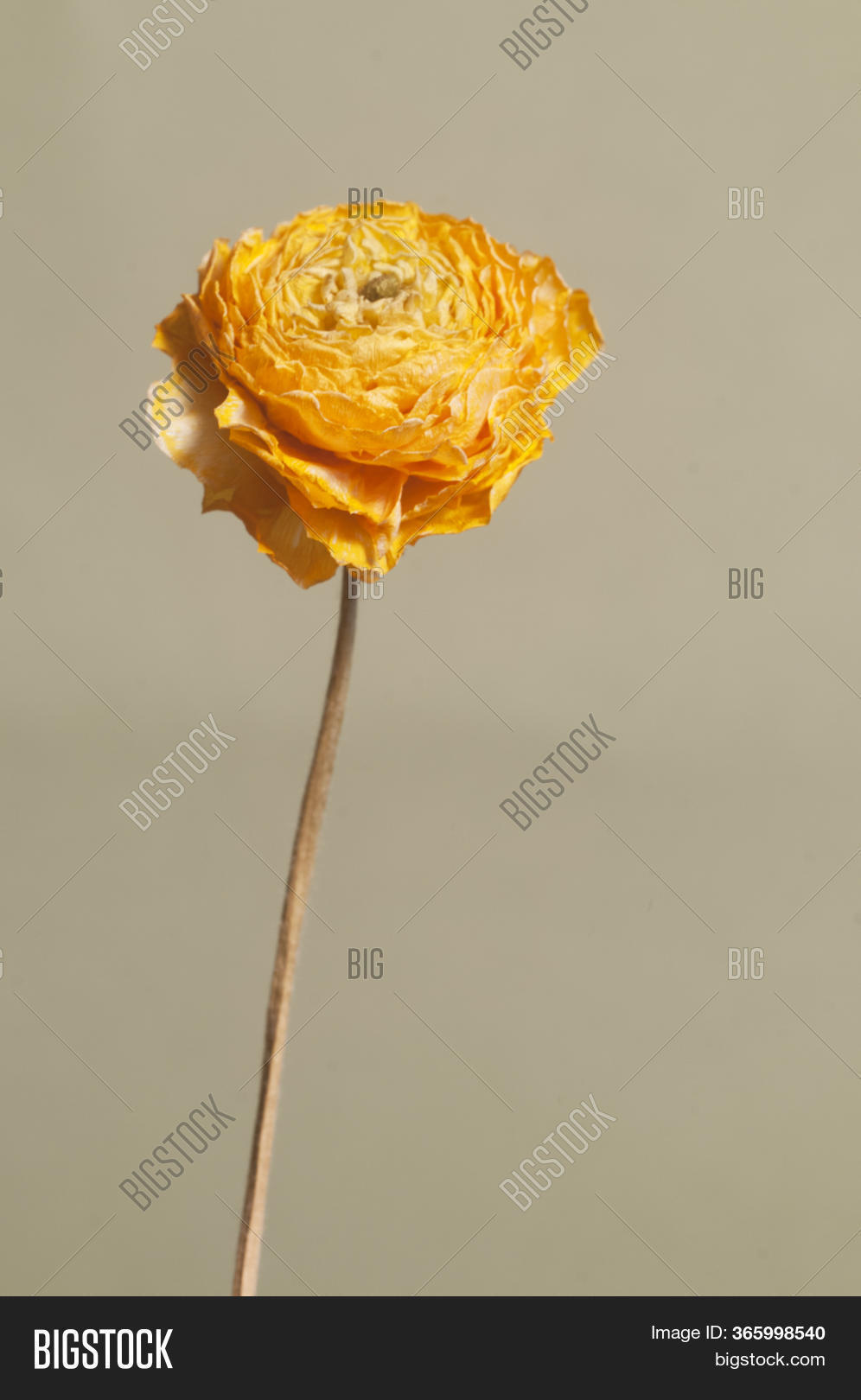 Dry Ranunculus Flower Image & Photo (Free Trial) Bigstock