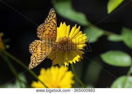 Beautiful Orange And Black Zerene Fritillary Butterfly Using Its Long Tongue To Feed On The Nectar F