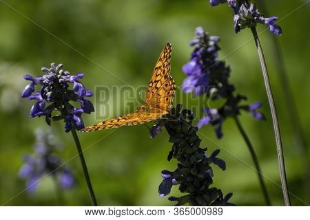 A Beautiful Zerene Fritillary Butterfly With Its Black Spotted, Orange Wings Spread Out As It Feeds 