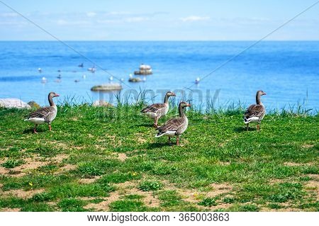 Wild Ducks Mallard Anas Platyrhynchos Standing On The Shore, Female Wild Duck Outside. Sweden