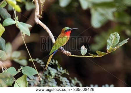 The Red-throated Bee-eater (merops Bulocki) Sitting On The Branch With Green Background