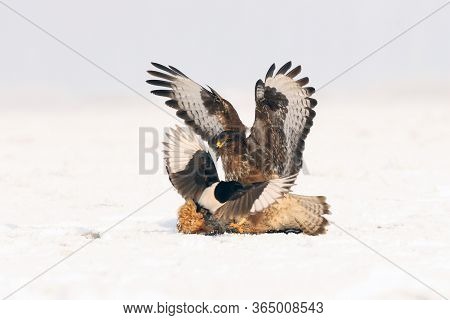 The Common Buzzard (buteo Buteo)with Food. Buzzard Attacks The Eurasian Magpie From Food
