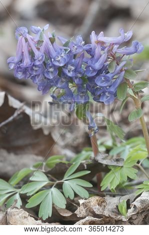 Corydalis Solida ( Fumewort) Flowers, Close Up Shot, Local Focus