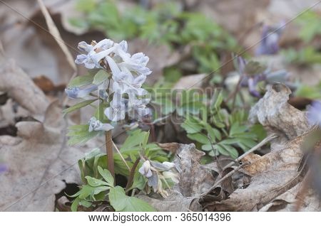 Corydalis Solida ( Fumewort) Flowers, Close Up Shot, Local Focus