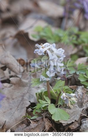 Corydalis Solida ( Fumewort) Flowers, Close Up Shot, Local Focus