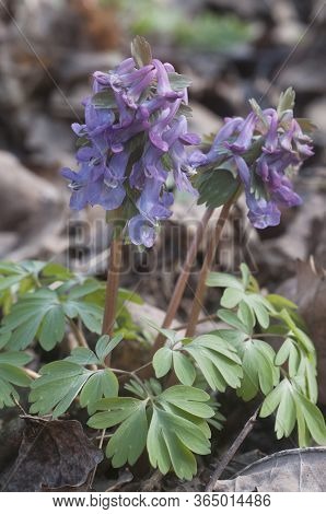 Corydalis Solida ( Fumewort) Flowers, Close Up Shot, Local Focus