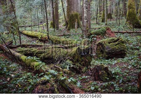 Green Forest Nature. Ancient Green Forest. Nature. Pine Forest. Natural Environment. Forest Nature. 