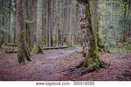 Green Forest Nature Background. Ancient Green Forest. Nature. Pine Forest. Natural Environment. Fore