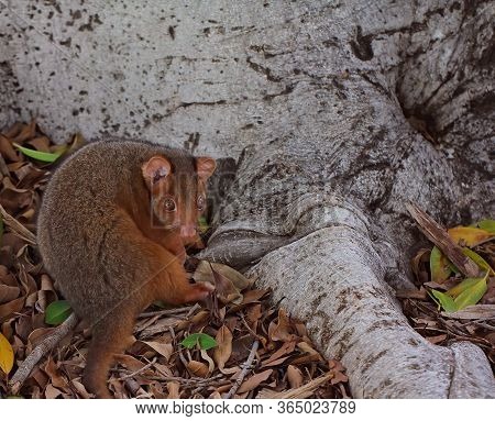 A Common Australian Brush Tail Possum Sheltering Against A Tree Trunk