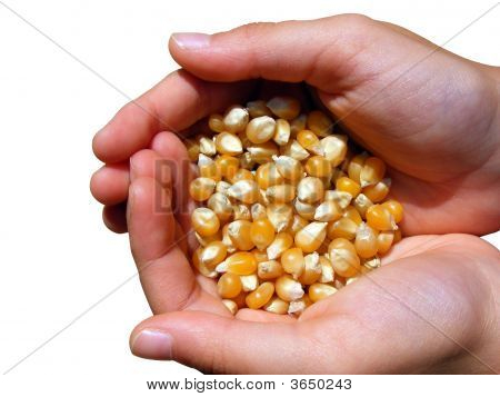 Hands With Maize