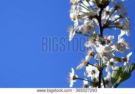 Blooming Cherry Tree In The Garden. Cherry Flowers Close Up.
A Bouquet Flowers. Floral Collage. Flow