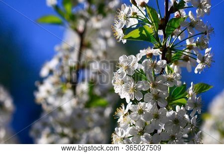 Blooming Cherry Tree In The Garden. Cherry Flowers Close Up.
A Bouquet Flowers. Floral Collage. Flow