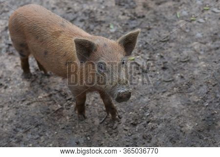 Wild Boar. Close-up Piggy. Portrait Of A Cute Pig. Baby Pigs In Cute Posture. Pig Indoor On A Farm Y