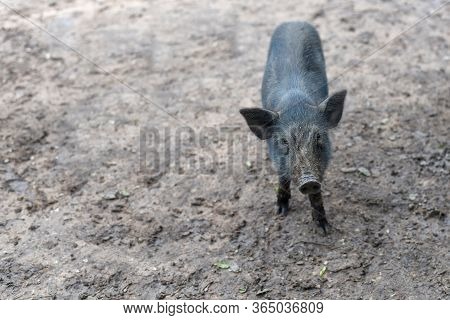 Wild Boar. Close-up Piggy. Portrait Of A Cute Pig. Baby Pigs In Cute Posture. Pig Indoor On A Farm Y