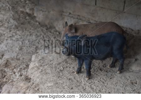 Wild Boar. Close-up Piggy. Portrait Of A Cute Pig. Piglet Is Smiling. Pig Indoor On A Farm Yard In T