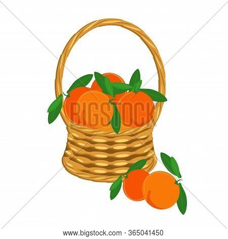 Orange In Basket Wicker With A Vine. Fruit Art Design Elements Object Isolated Stock Vector Illustra