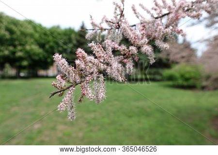 Branch Of Blossoming Tamarix Ramosissima In Mid May