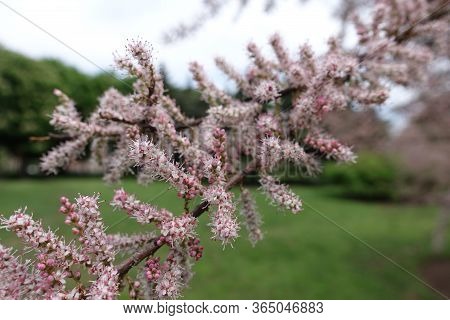 Closed Buds And Pink Flowers Of Tamarix Ramosissima In Mid May