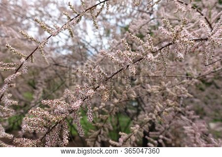 Lots Of Pink Flowers Of Tamarix Ramosissima In Mid May
