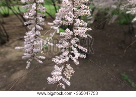 Pair Of Blossoming Branches Of Tamarix Ramosissima In Mid May