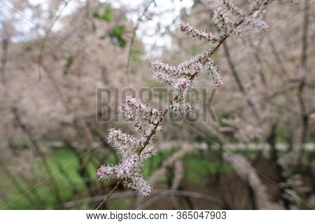 Thin Branch Of Blossoming Tamarix Ramosissima In Mid May