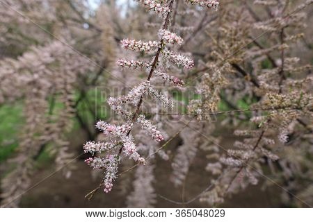 Twiggy Branch Of Blossoming Tamarix Ramosissima In Mid May