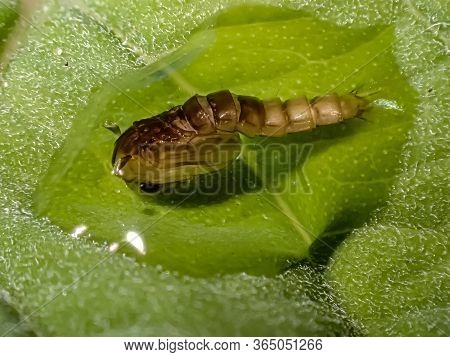 Pupa Of A Mosquito, Close Up Shot.