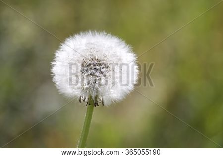 Close Up Picture Of A Taraxacum (also Known As Dandelion) Flower Head Against A Green Lawn Backgroun