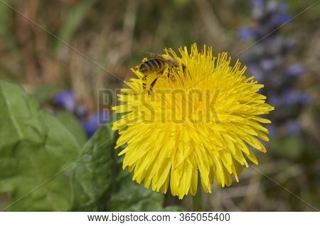 Close Up Macro Of A Yellow Taraxacum (also Known As Dandelion) Flower Head With A Bee Crawling Aroun
