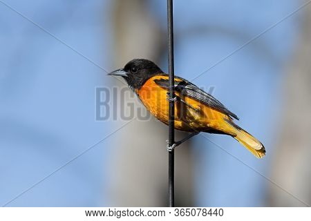 Profile Of A Baltimore Oriole Hanging On A Metal Pole. Blue Sky And Blurred Brown Tree Are The Backg