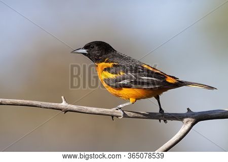 Profile Of A Baltimore Oriole Walking Across A Barren Branch. Blue Sky And Blurred Tree Are The Back