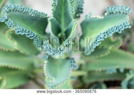Top View Of The Kalanchoe Pinnata Tree. Green Leaves Background.