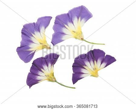 Pressed And Dried Delicate Transparent Bindweed Flowers Isolated On A White Background. For Use In S