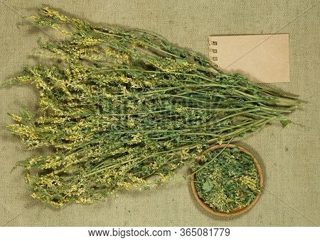 Melilot. Dry Herbs For Use In Alternative Medicine, Phytotherapy, Spa Or Herbal Cosmetics. Preparing